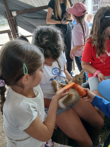 Sok répa egy nyuszi